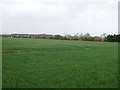 Farmland, Fulbeck Grange