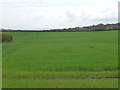 Cereal field, west of South Moor golf course