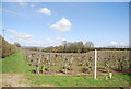 Orchard, Warren Farm