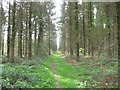 Path in Birchypark Wood