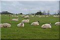 A field of sheep sitting down