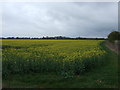 Oilseed rape crop, Bassingham Grange