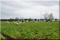 Sheep and caravans by Preston New Road