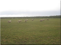 SK8442 : Sheep in the rain by Jonathan Thacker