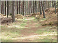 NO4828 : Track into Tentsmuir Forest by Rob Burke