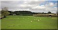 Sheep at Pouldens Farm