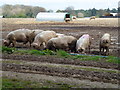 TF7933 : Mucky pigs near Polish Plantation by Richard Humphrey