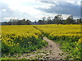 A field of sunshine, near Chepstow