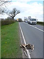 SP2751 : Roadkill on the A429 by Nigel Mykura