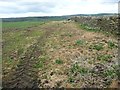 Uncultivated field margin