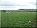 NZ1346 : Sheep grazing on Humber Hill by Christine Johnstone