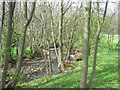 Linburn Beck near Hamsterley