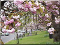 Flowering Cherry Trees, Esher