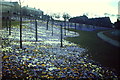 Crocuses, Stonehaven Road