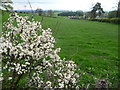 Hedgeline above Underhill Farm