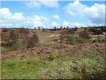 SE8498 : Towards Goathland Moor by Mary and Angus Hogg
