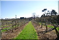 Footpath through the orchard