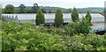 Nursery greenhouses, Usk Garden Centre, Llanbadoc