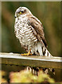 Eurasian Sparrowhawk (Accipiter nisus)