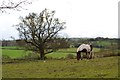 SK3375 : Horse in a field at Brindwoodgate by Neil Theasby