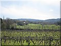 Vines at Carr Taylor Vineyard