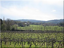 TQ8015 : Vines at Carr Taylor Vineyard by Oast House Archive