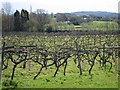 Grape vines at Carr Taylor Vineyard