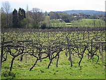 TQ8015 : Grape vines at Carr Taylor Vineyard by Oast House Archive
