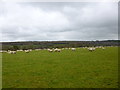 ST7804 : Green Hill, sheep grazing by Mike Faherty