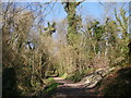 On the Hangers Way near to Buriton