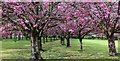 SE3805 : Flowering cherry trees in the grounds of Barnsley Crematorium by Steve  Fareham