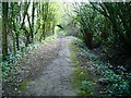 Footpath through copse