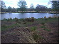 Pond on Richmond Park