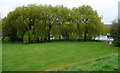 Water Meadow, Blandford Forum, Dorset