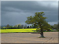 Herefordshire crop fields and rain clouds