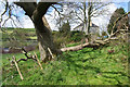 Tree blocking the bridleway near Tyllwyd