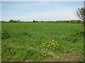 Fields west of Pakenham Fen