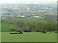 Cattle grazing above Liley Wood