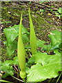 Arum maculatum in woodland off Bysing Wood Road