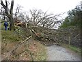 NY3606 : Fallen tree by DS Pugh