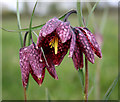 The Snakes Head Fritillary