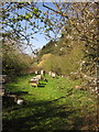 Beehives near Brearton Gate