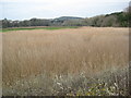 SY0782 : Reedbed beside the River Otter by Philip Halling