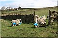 Lambs with Rainmacs