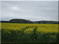 Oilseed rape crop off Grange Lane