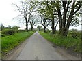 Trees along School Road