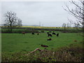 Grazing land, Allington