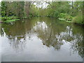 River Wandle in Ravensbury Park