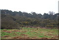 Gorse, East Hill