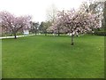 Blossom outside the tea-rooms at Barrington Court